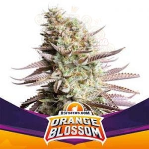 BSF Seeds - Orange Blossom
