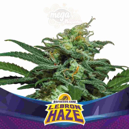 BSF Seeds - Lebron Haze XXL Auto