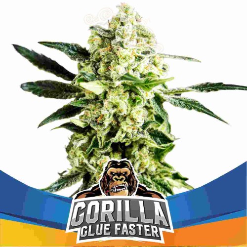 BSF Seeds - Gorilla Glue Faster