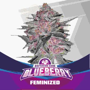 BSF Seeds - Blueberry