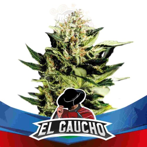 BSF Seeds -El Gaucho Faster Flowering