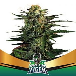 BSF Seeds - Green Tiger Faster Flowering