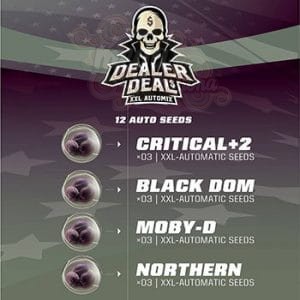 BSF Seeds - Dealer Deal XXL Automix