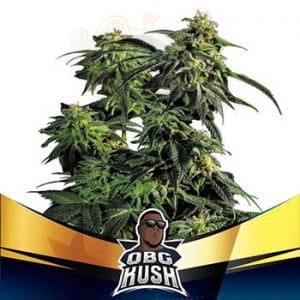 BSF Seeds - OBG Kush Fast Flowering