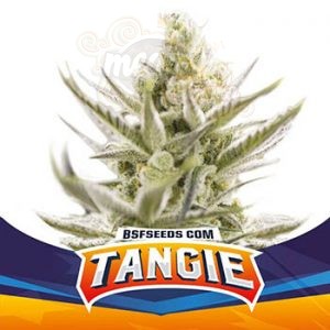 BSF Seeds - Tangie XXL Auto