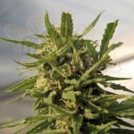 AMARANTA SEEDS - Critical
