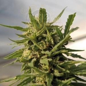 AMARANTA SEEDS - Critical