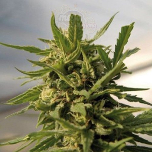 AMARANTA SEEDS - Critical