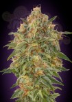 Zkittlez