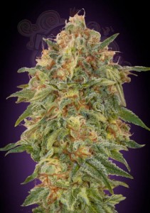 Zkittlez