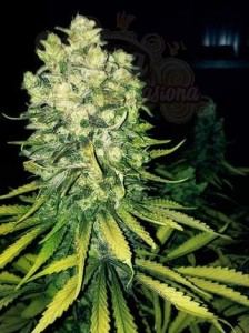 Sour Diesel