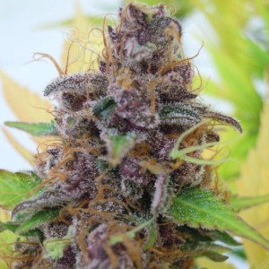 Gelato Auto