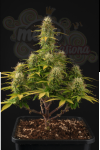 Girl Scout Cookies Auto