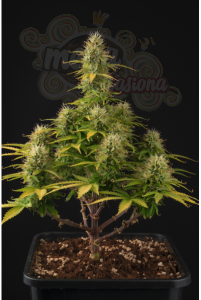 Girl Scout Cookies Auto