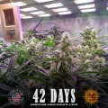 Barney's Farm - Gorilla glue Auto