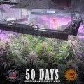Barney's Farm - Gorilla glue Auto