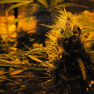 Doctor's Choice - Lowryder Auto