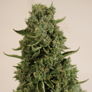Doctor's Choice - Doctor's Choice #1 Auto