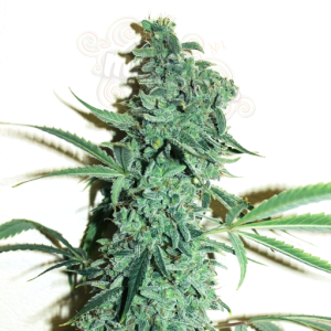 Doctor's Choice - Niagara Auto