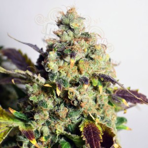 Doctor's Choice - DC Kush Auto