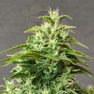 Doctor's Choice - Chronic Ryder Auto