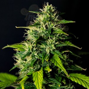 Doctor's Choice - DC Cure 1:1 Auto