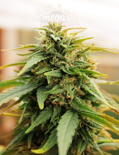 Doctor's Choice - Deepforest Super Auto