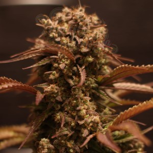 Doctor's Choice - Purple Ryder Auto
