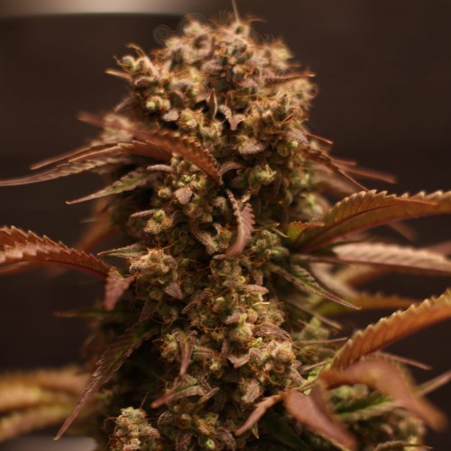 Doctor's Choice - Purple Ryder Auto