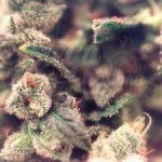 Female Seeds - Sweet Soul