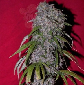 Female Seeds - Nev. Haze
