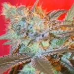 Female Seeds - Iced Widow