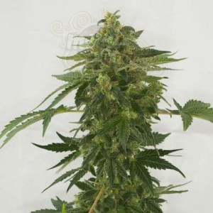 Female Seeds - Auto Haze