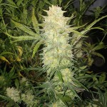 Female Seeds - Critical Auto