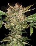 DNA GENETICS - Martian Kush