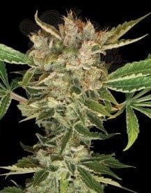 DNA GENETICS - Martian Kush