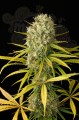DINAFEM - Original Amnesia
