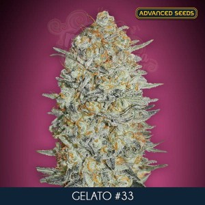 ADVANCED SEEDS - GELATO #33 FAST