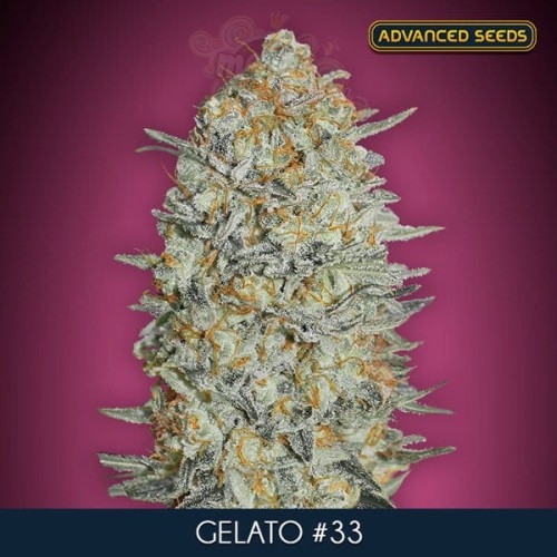 ADVANCED SEEDS - GELATO #33 FAST