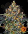 BARNEY'S FARM - Moby Dick Auto