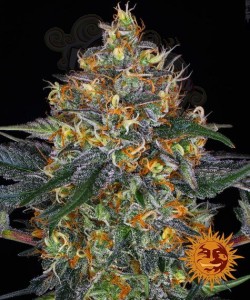 BARNEY'S FARM - Moby Dick Auto