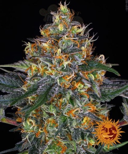 BARNEY'S FARM - Moby Dick Auto
