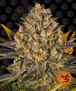 BARNEY'S FARM - Banana Punch