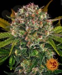 BARNEY'S FARM - Auto Strawberry Cheesecake