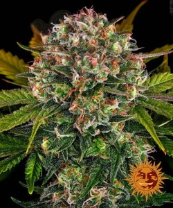 BARNEY'S FARM - Auto Strawberry Cheesecake