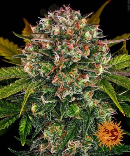 BARNEY'S FARM - Auto Strawberry Cheesecake