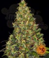 BARNEY'S FARM - Amnesia Haze Auto