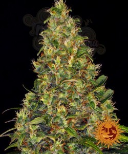 BARNEY'S FARM - Amnesia Haze Auto