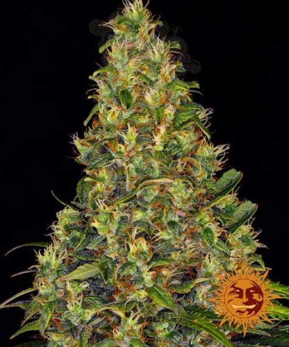 BARNEY'S FARM - Amnesia Haze Auto