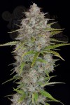 FastBuds - Orange Sherbet Auto